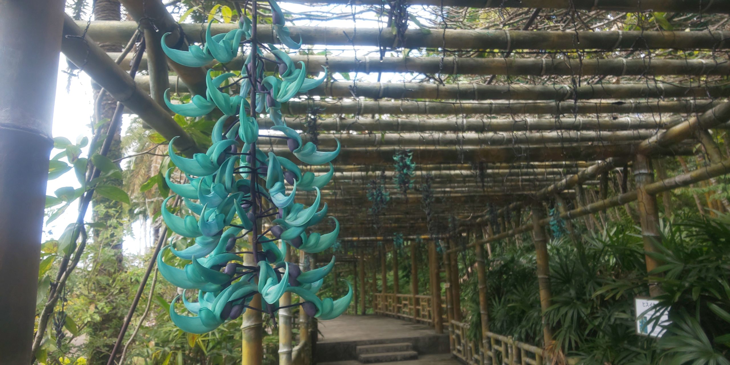 沖縄を旅する 東南植物楽園は恋愛成就のパワースポット 神秘の花 ヒスイカズラ が咲く 旅行記その3 観光名人の旅行記ブログ