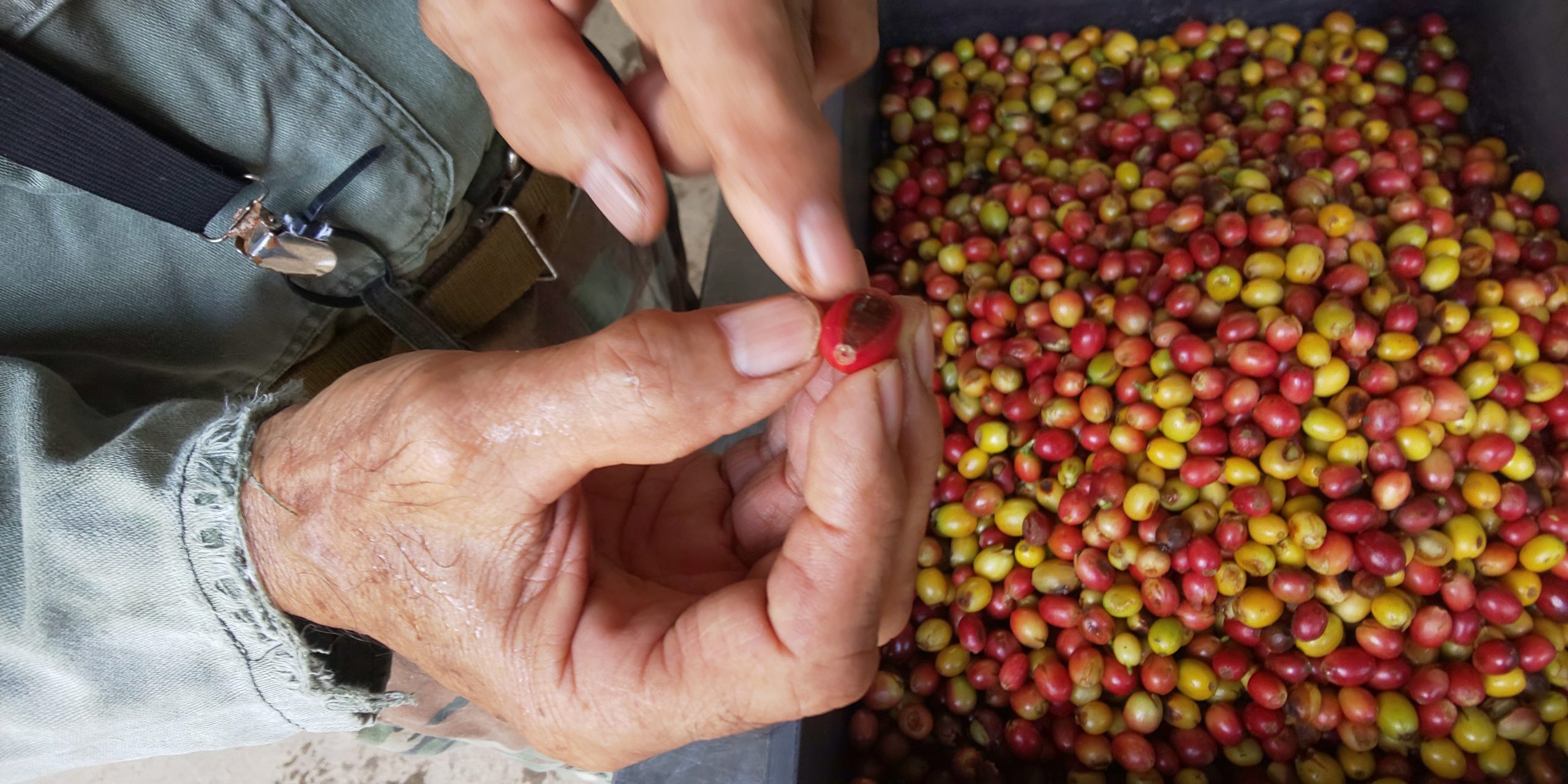 コーヒーの実から豆を取り出す作業を見学 沖縄コーヒー農園 19年10月 旅行記 観光名人旅行記ブログ