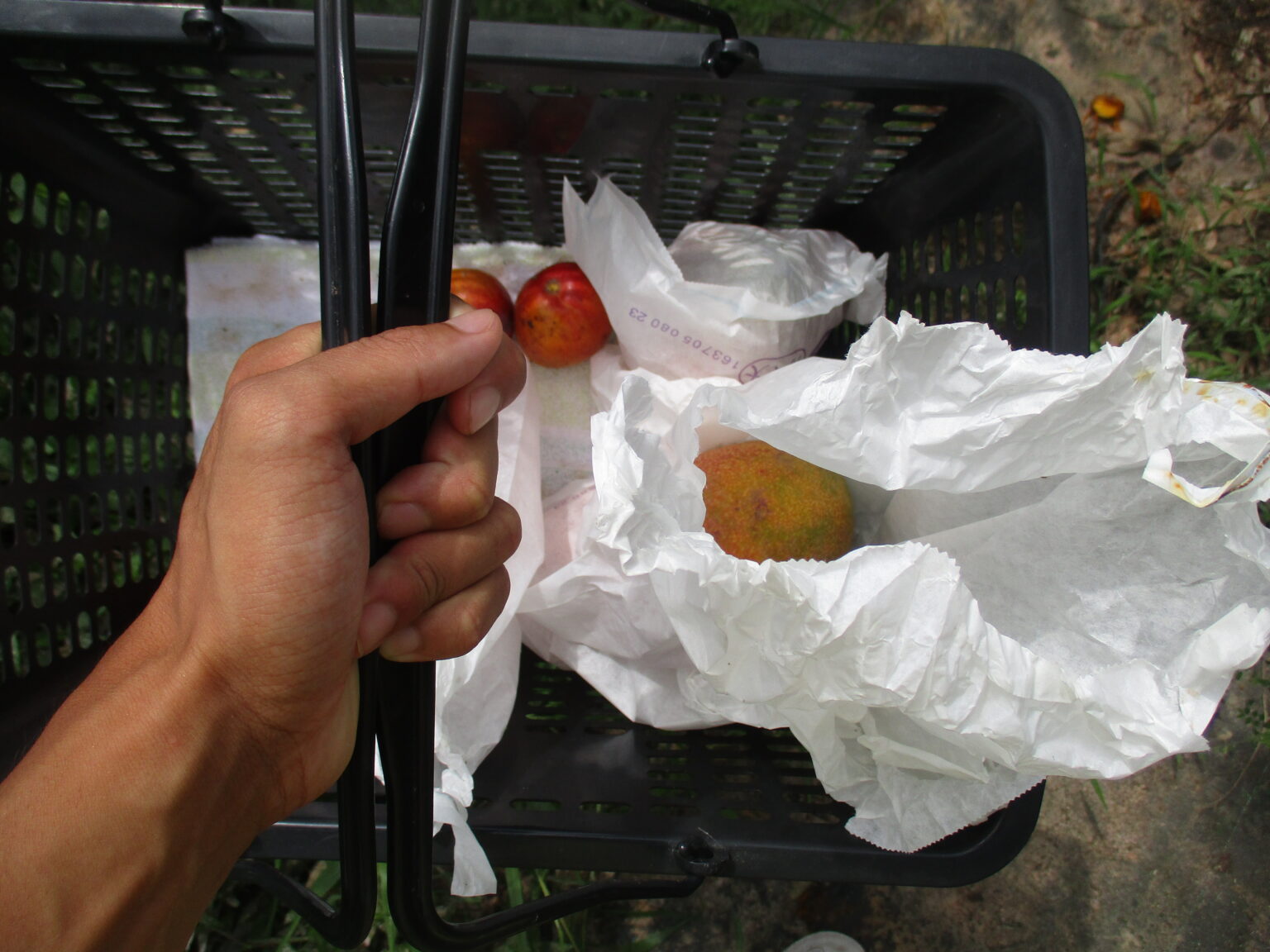 沖縄の農園でマンゴー狩りを体験！収穫したマンゴーをその場で食べる｜2021 沖縄旅行記 | 観光名人旅行記ブログ
